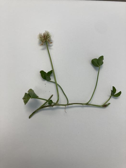 White clover stem with leaves and flower.