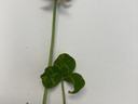 White Clover with Flower