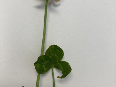 White Clover with Flower