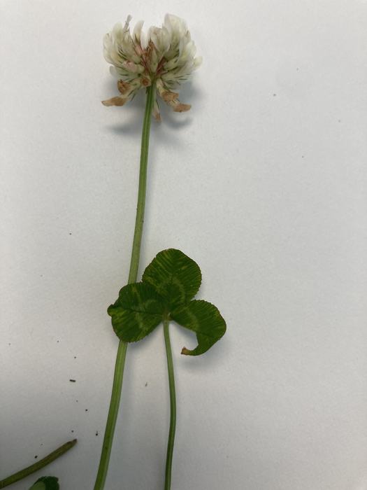 White Clover with Flower