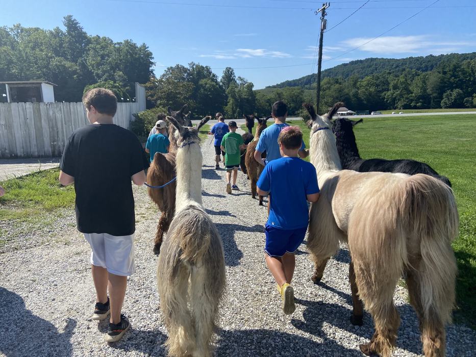 Children lead llamas down a path.
