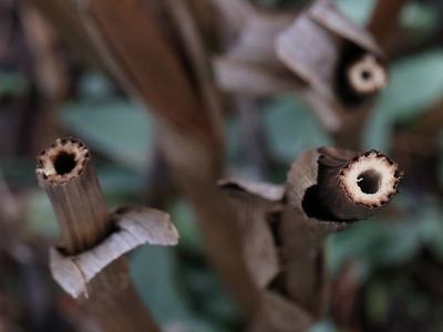 Three hollow dried plant stems with papery sheaths, close-up view