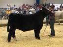 A contestant inspects a cow as part of a contest.