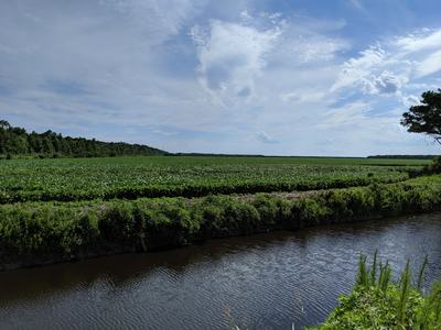 Irrigation canal bordering a green crop field with trees and cloudy sky