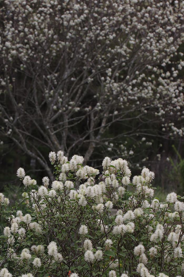 Apple serviceberry with dwarf fothergilla.