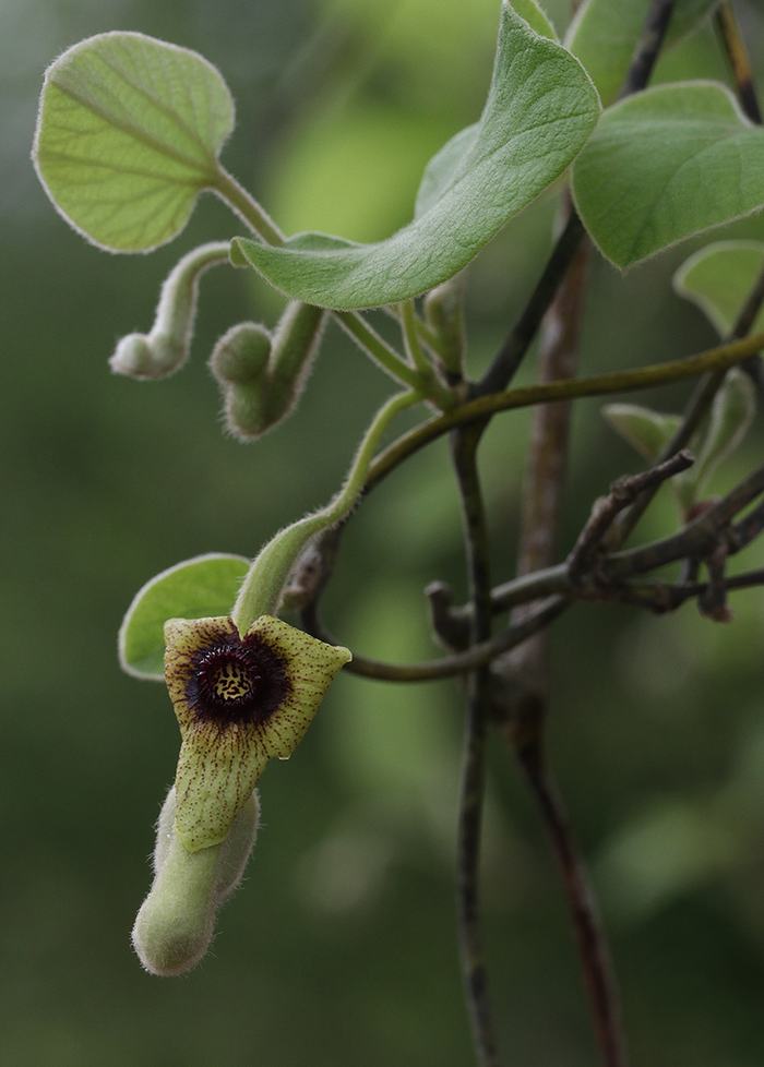 Wooly Dutchman's pipe.
