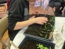 Planting Peppers