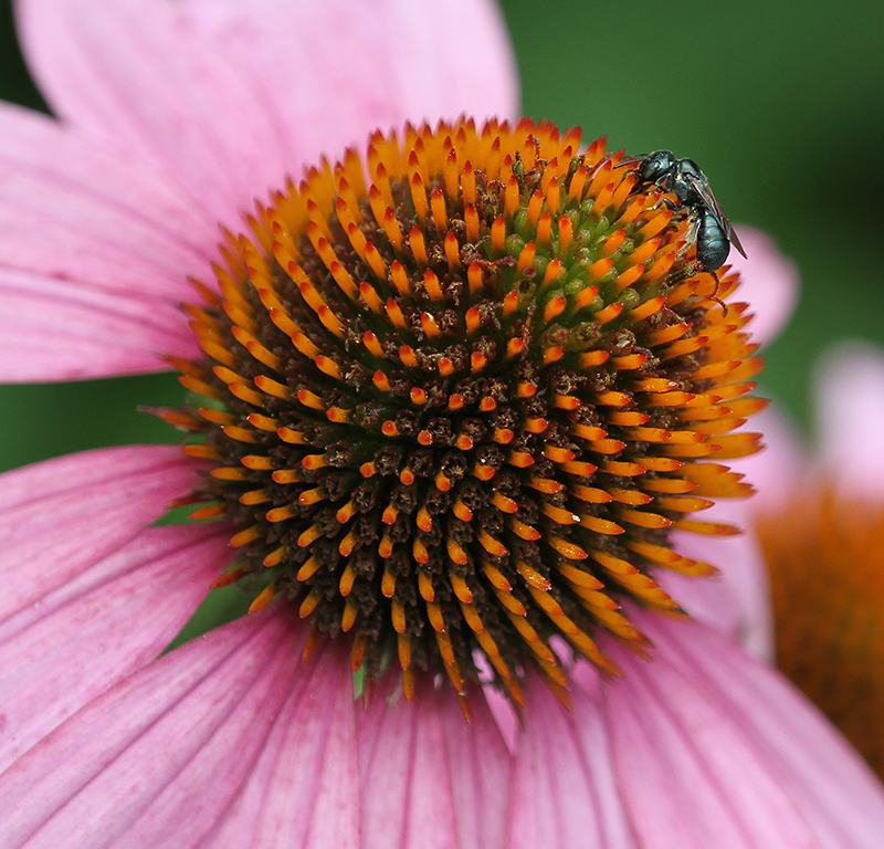Small carpenter bee on coneflower.