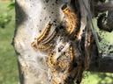Eastern Tent Caterpillar
