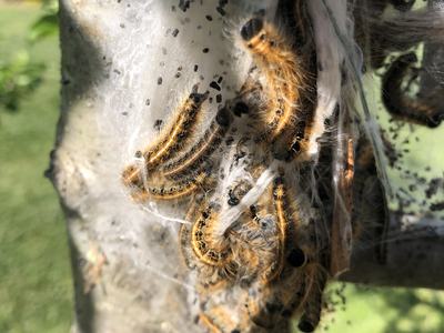 Eastern Tent Caterpillar
