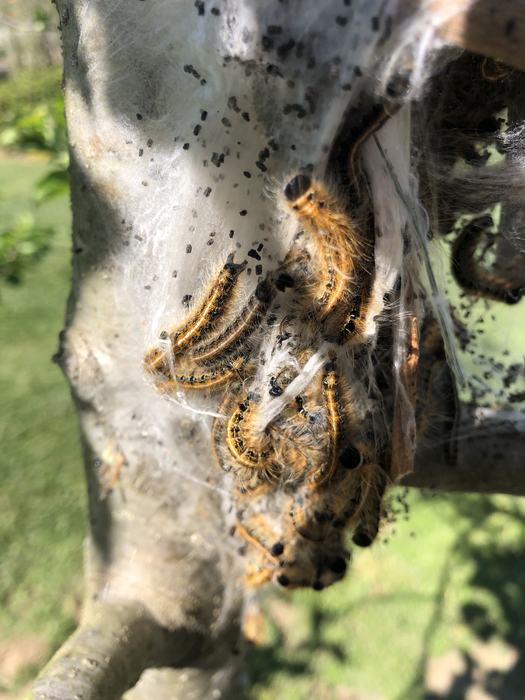 crowded dining room of the inn