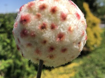 wooly sower gall