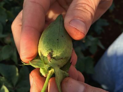 Two hands holding a small green rosehip-like seed pod with calyx and short stem