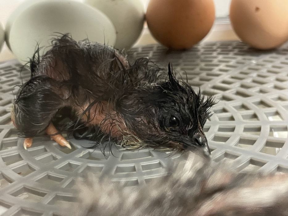 A newly born chick in an incubator.