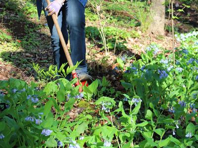 Digging in the garden