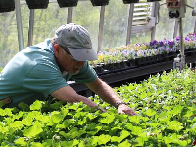 White male wearing a baseball cap learns over a table full of plant seedlings