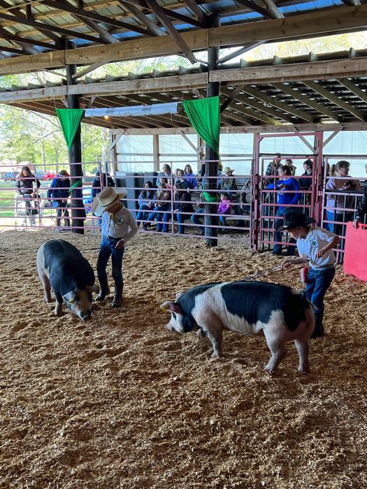 boys showing swine