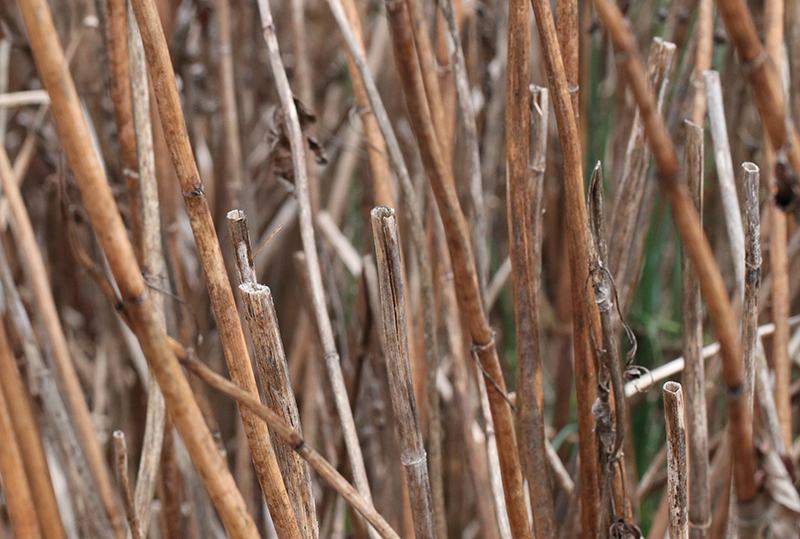 This photo of tall tickseed shows stems cut the previous year alongside stems that are about to be cut in early spring. 