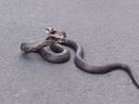 rat snake