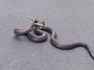 rat snake