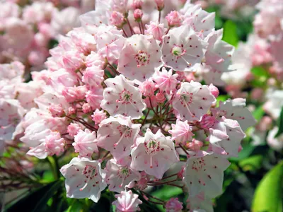 Mountain Laurel
