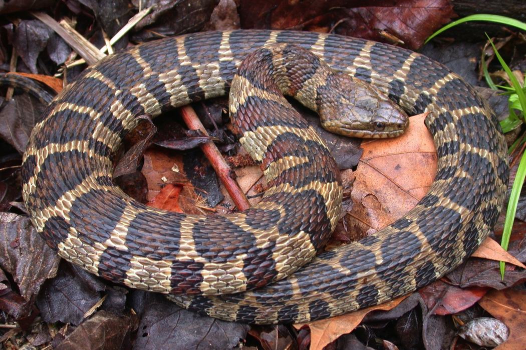water snake