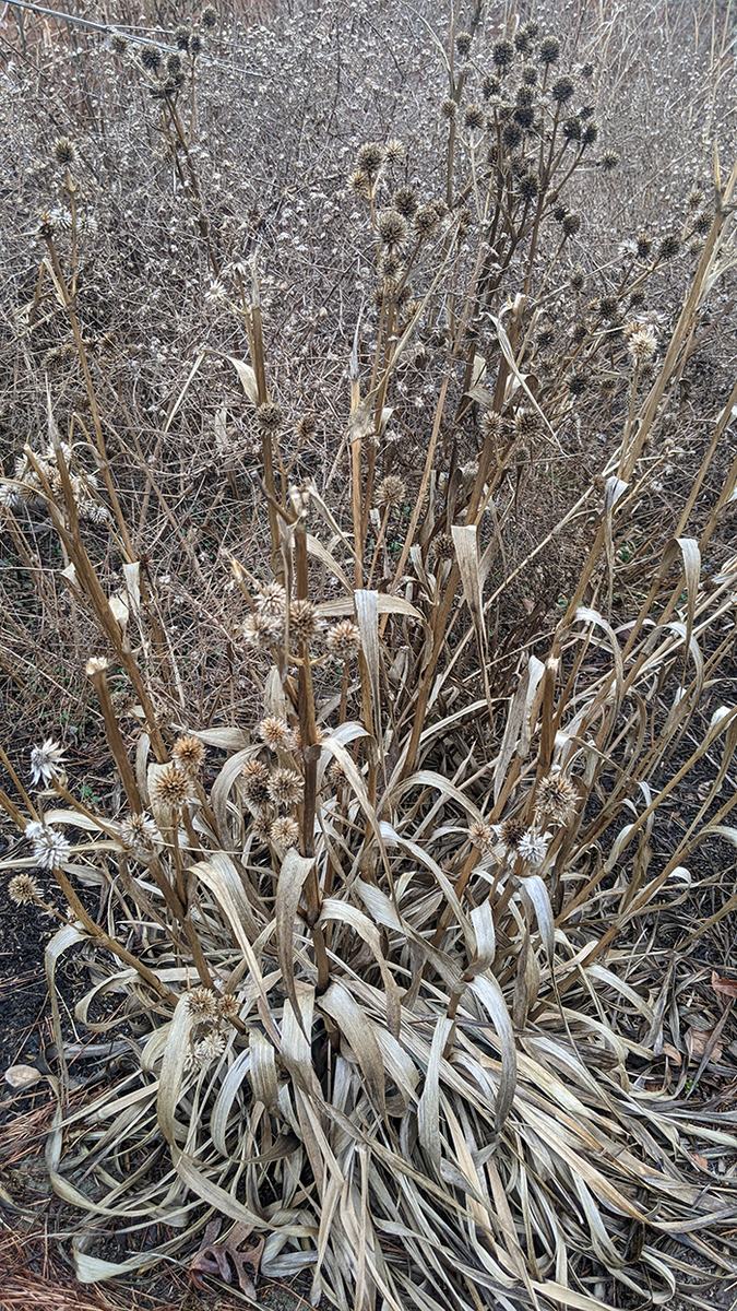 Overwintered, intact rattlesnake master plant in early spring. 