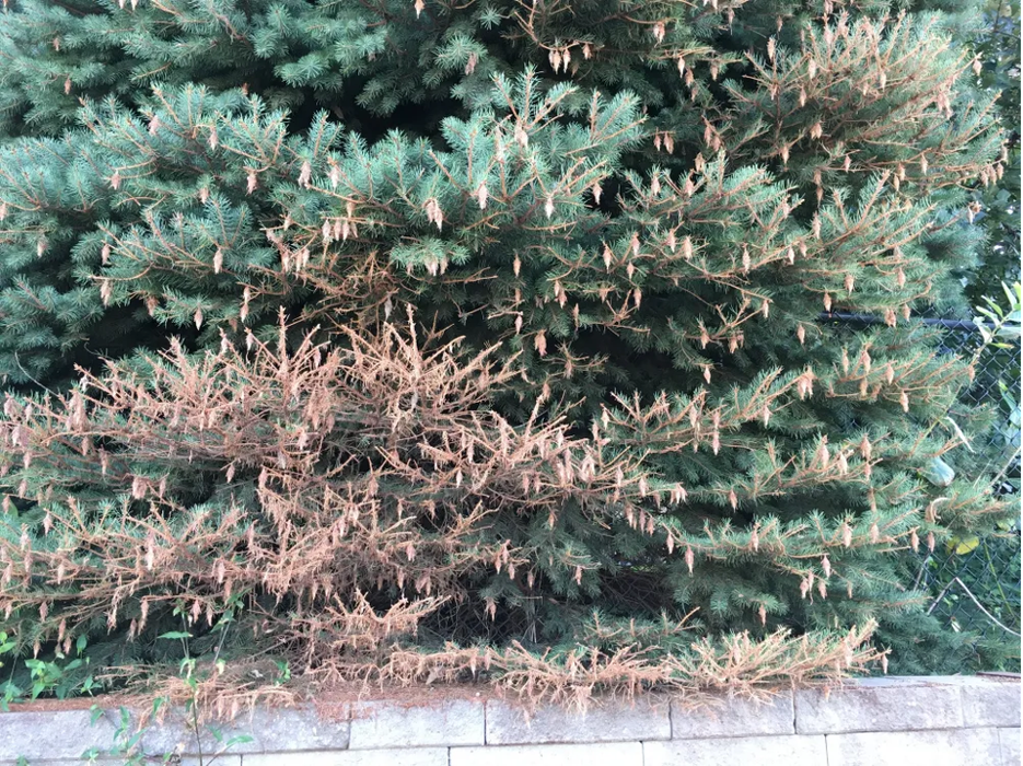 Dead branches and bag worm bags.