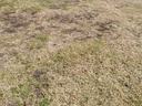 Patchy brown lawn with scattered green grass and a concrete walkway visible at the top