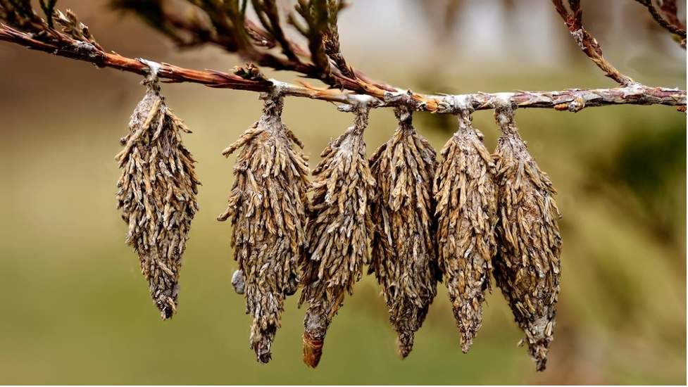 Cone shaped bags made with pieces of the host tree.