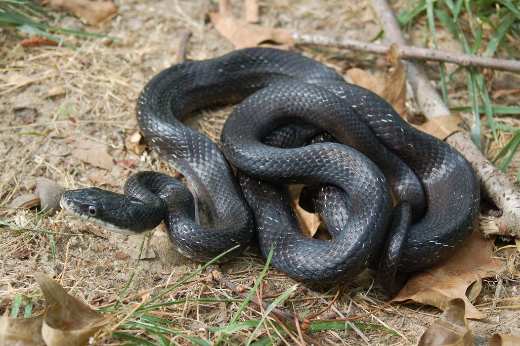 black snake