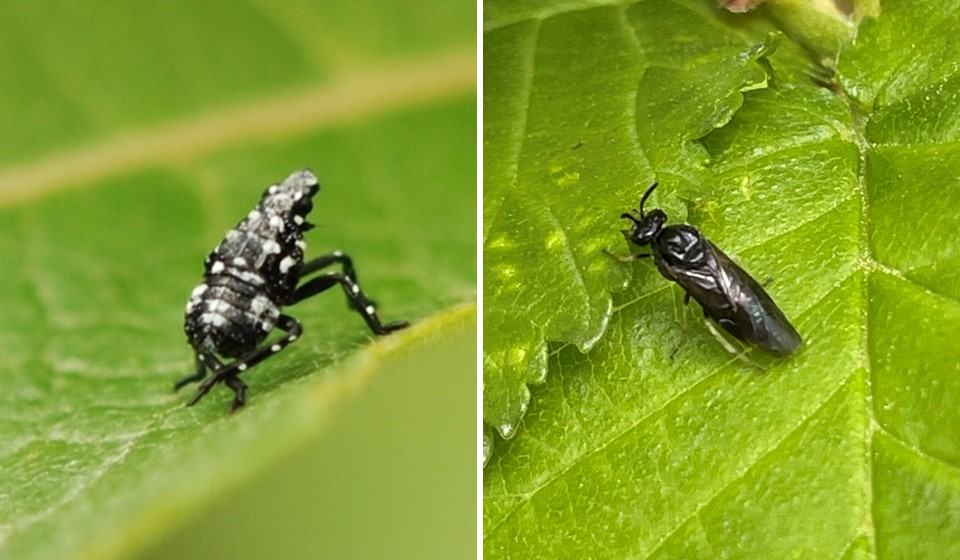 Invasive American Insect Invasive Insect Activity Is Heating Up! See Them? Report Them ...