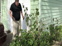 Pruning Overgrown Hydrangea
