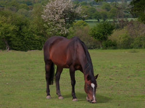 Brown horse grazing in a grassy field with trees and distant hills