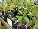 Selection of vine plants for sale