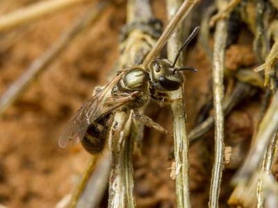 Small metallic green bee perched on dried plant stems