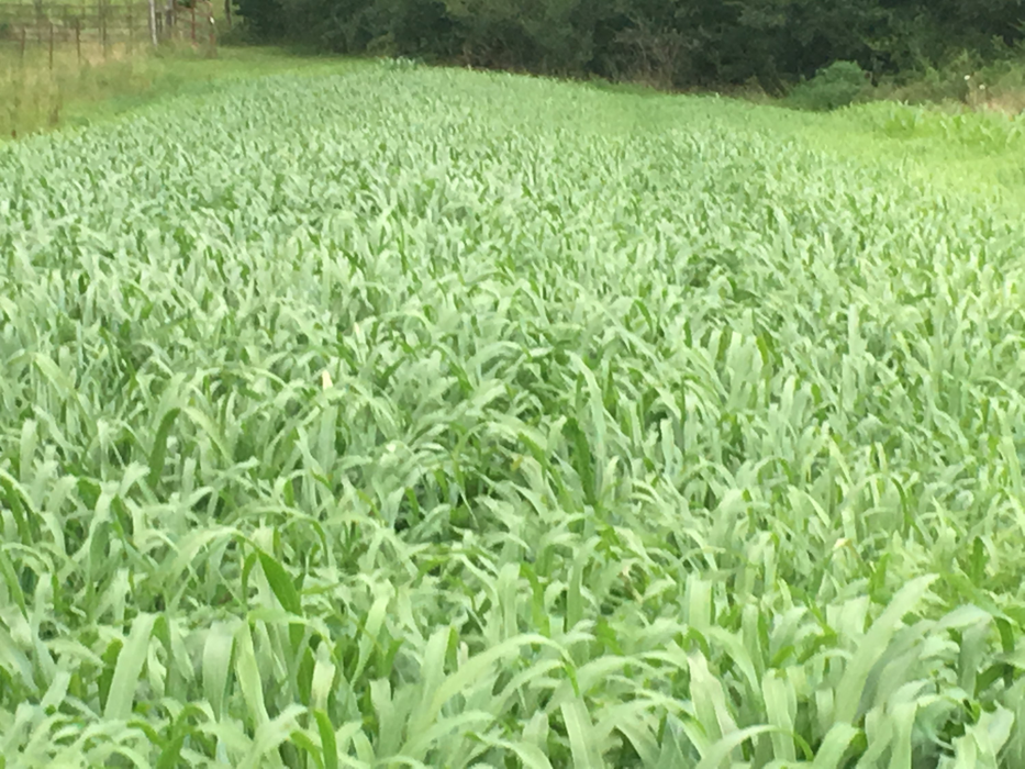pasture with summer annuals