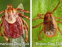 ticks