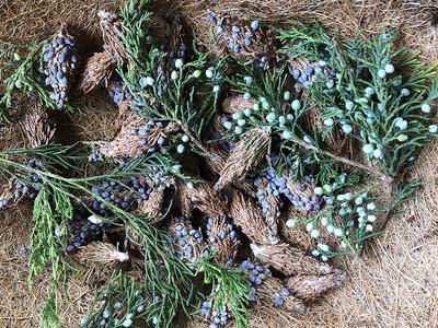 Conifer cones and green sprigs with blue berries on a brown fiber mat