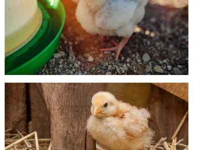 baby chick