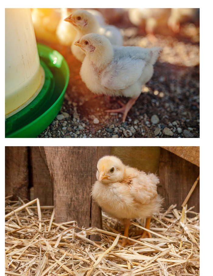baby chicks