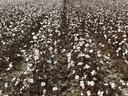 Expansive cotton field with rows of mature white cotton bolls under cloudy sky