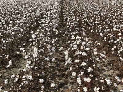 Expansive cotton field with rows of mature white cotton bolls under cloudy sky