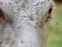 Cow with flies