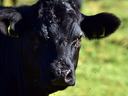 Black cow face with flies clustered around its nose and eyes, grassy background