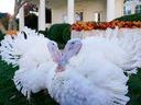 Presidentially pardoned turkeys from 2022 that live now at NC State