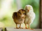 2 chicks