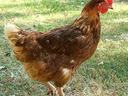 Rhode Island Red chicken. smileyjoanne/bigstock.com