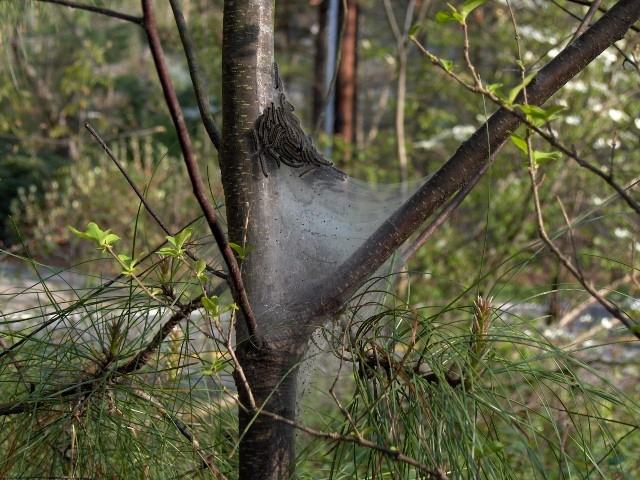 eastern tent caterpillar 