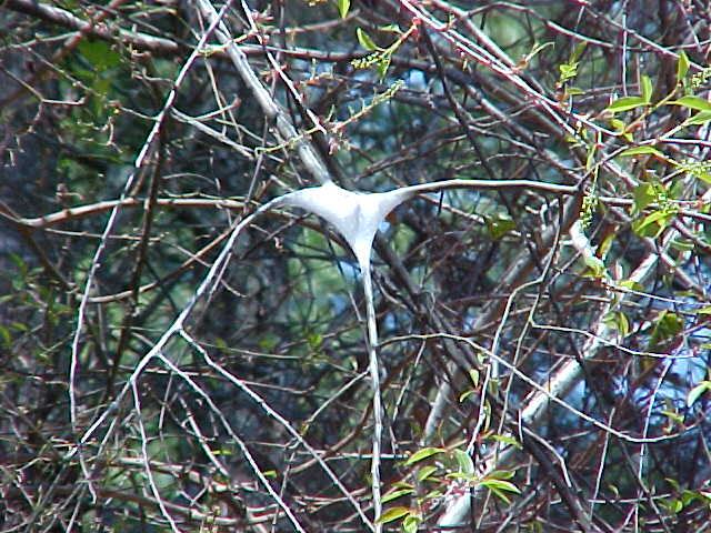 eastern tent caterpillar 